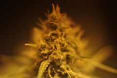 Will ambien show up on a drug screen?.